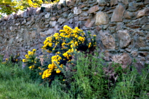 [picture: Flowers in an old stone wall 1]