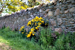 [picture: Flowers in an old stone wall 2]