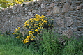 [Picture: Flowers in an old stone wall 1]