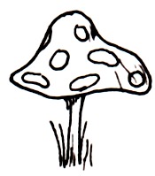 [picture: Toadstool for an elf.]