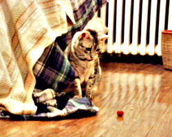 [picture: Cosmos likes to play with this cat-toy. (Copyright CatamountClyde Studios 2001)]