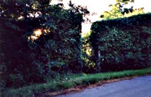 [picture: Gate in the Hedge]